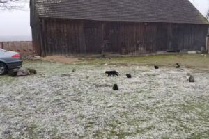 AGROTURYSTYKA ŁOMNICA &bdquo;Wichrowe wzg&oacute;rza&rdquo;