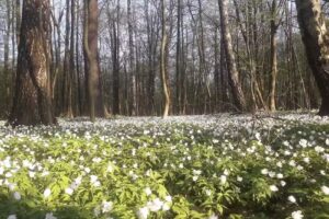 Agroturystyka Stajnia Jakubów