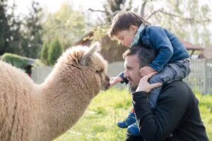 Alpakarnia – Projekt Alpaka