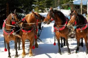 Anielskie Kuligi Wisła &ndash; organizacja biesiad i kulig&oacute;w w Wiśle