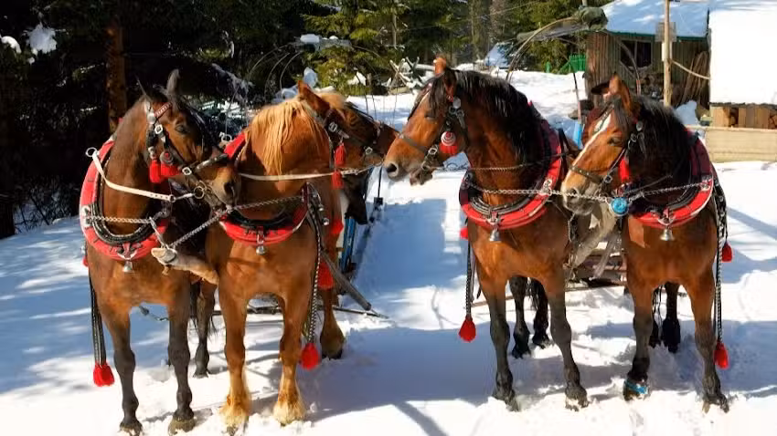 Anielskie Kuligi Wisła &ndash; organizacja biesiad i kulig&oacute;w w Wiśle