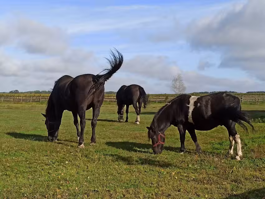 Biesiadny Dw&oacute;r