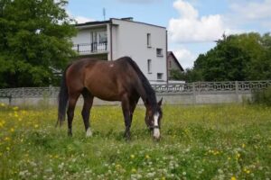 Błyskawica. Organizacja imprez okolicznościowych, nauka jazdy konnej