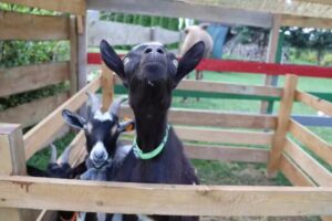 Bulilandia &ndash; Mini Zoo, Plac Zabaw, Dmuchańce &ndash; Urodziny i Imprezy dla dzieci