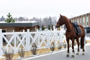 Hotel Salio Equisport Resort & Spa | Sale Konferencyjne dla firm | Stadnina Koni | Apartamenty | Basen | Restauracja Salio