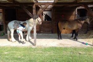 Krasna Szkapa -Stajnia, Agroturystyka