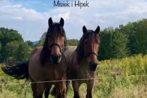 Kulig Karpacz kuligi Przejażdżki bryczką u Miśka i Hipka Karkonosze