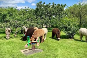 Orzechove AlpakoveLove