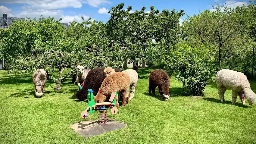 Orzechove AlpakoveLove