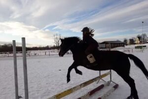 Stadnina Koni Dworna