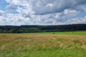 Stadnina koni Kojrys