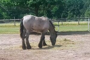 Stadnina Lis&oacute;wek- imprezy okolicznościowe