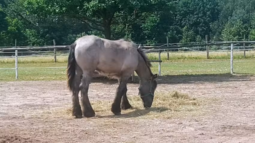 Stadnina Lis&oacute;wek- imprezy okolicznościowe