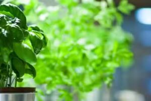 Strzelecka Sp&oacute;łdzielnia Socjalna