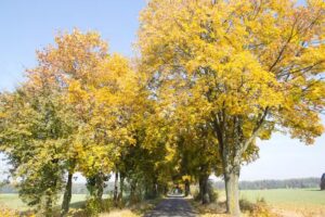 Wypożyczalnia Kajak&oacute;w FHU Kolor