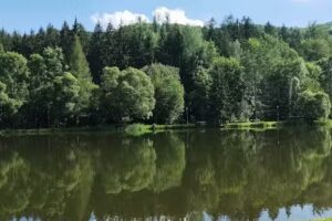 Złoty las nad zalewem